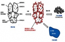 “微生物蛋白提取技術